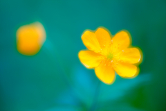 Buschwindröschen wood anemone   Anemone nemorosa