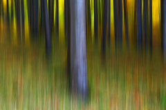 abstrakt-kiefernwald-gegenlicht