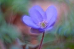 abstrakt-leberbluemchen-dream