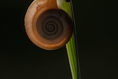 abstrakt-schneckenhaus-schilfhalm-