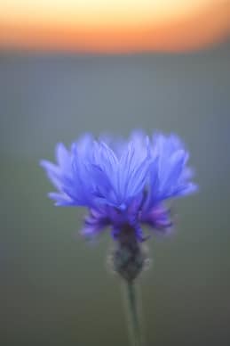 Kornblume