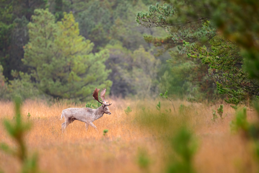 damwild_schaufler_brunft