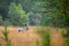 damwild_schaufler_brunf_03t