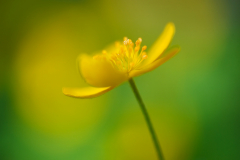 Graceful-yellow-anemone-