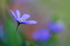 Leberbluemchen-bluehend-im-Wald