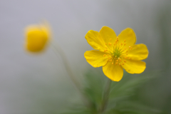 Yellow-anemone-double-portrait