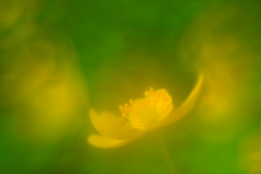 anemone-dream-in-yellow