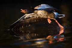 Graugans-Revierverteidigung-Spotlight