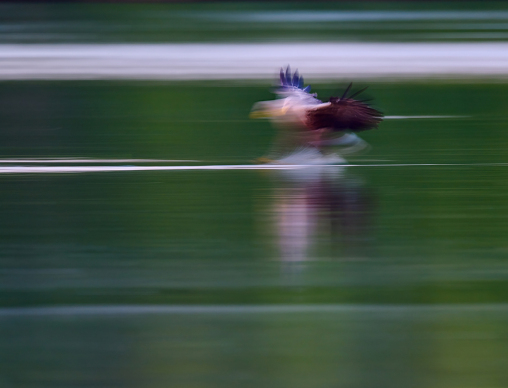 Seeadler-laufend-Wischer_1920x1280