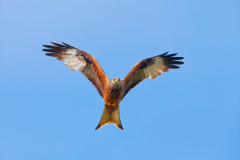 Rotmilan-im-Flug_1920x1280