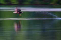 Seeadler_1920x1280
