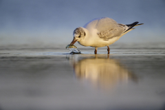 Lachmöwe Black-headed gull Chroicocephalus ridibundus
