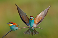 bienenfresser-anflug-brautgeschenk