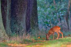 Reh Capreolus capreolus Roe deer
