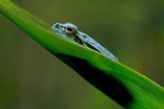 Europäischer Laubfrosch European tree frog Hyla arborea