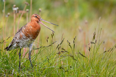 Uferschnepfe  Black-Tailed Godwit Limosa limosa Islandica