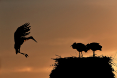 Weisstorch White Stork Ciconia ciconia