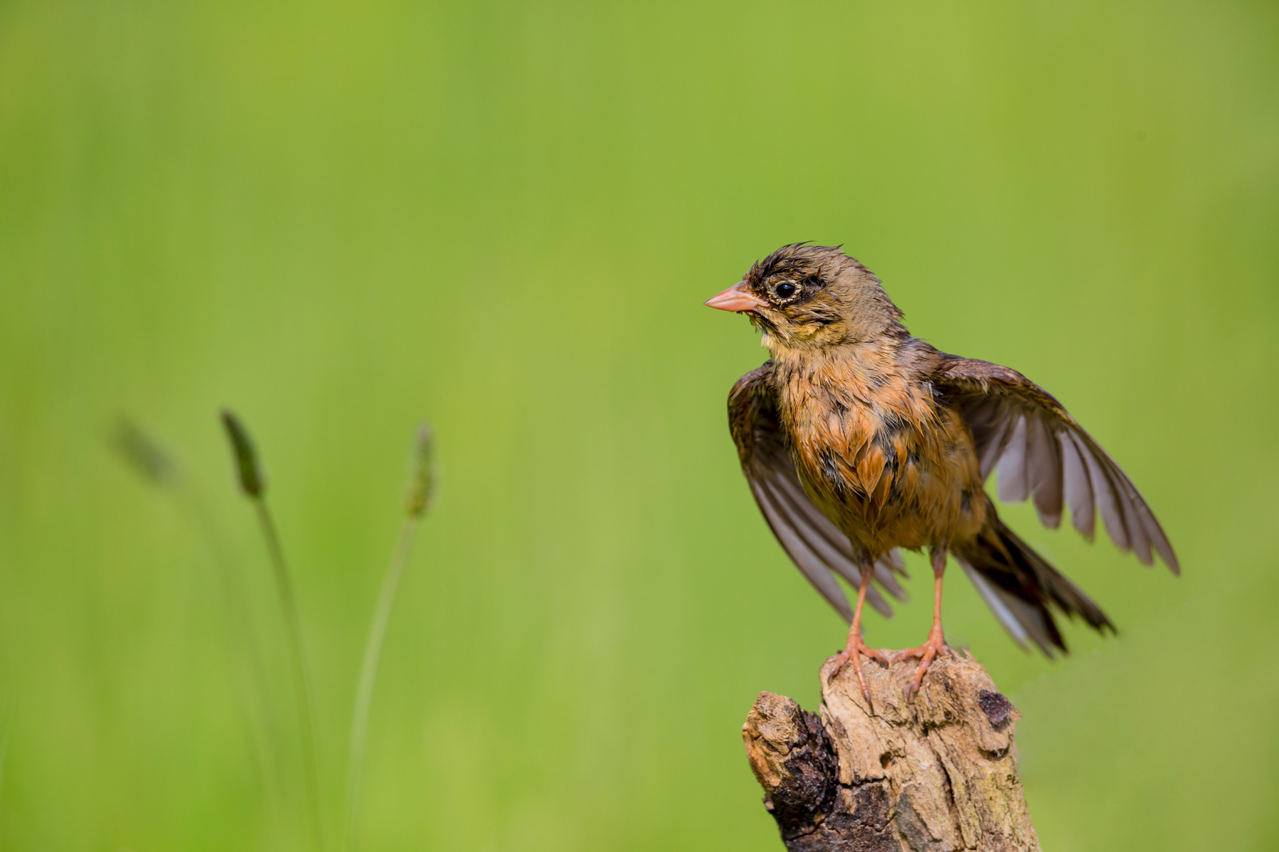 Ortolan-Gefieder-trocknen