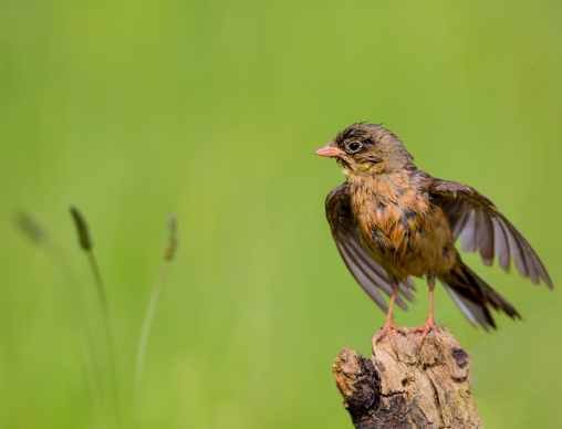 Ortolan-Gefieder-trocknen