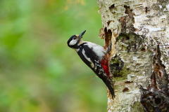 Buntspecht-Bruthoehle-Fuetterung