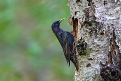 Star-Bruthoehle-Birke