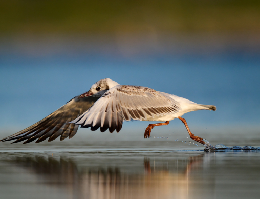 Lachmoewe-Juvenile-Startend