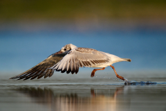 Lachmoewe-Juvenile-Startend
