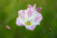 Ackerwinde-Portrait-der-Bluete