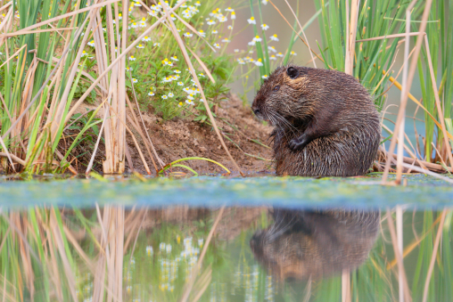 Nutria Myocastor coypus