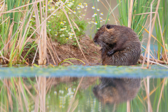 Nutria Myocastor coypus