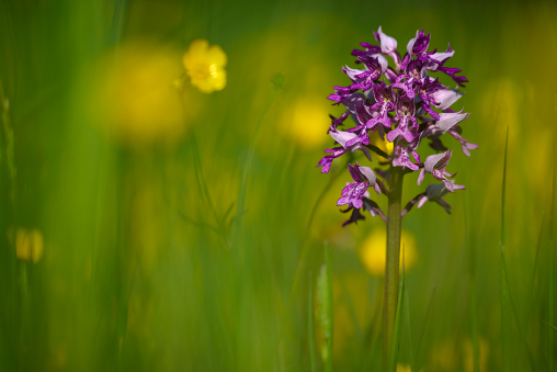 Helmknabenkraut Military Orchid Orchis militaris