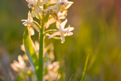 holunderknabenkraut-gegenlicht-abend