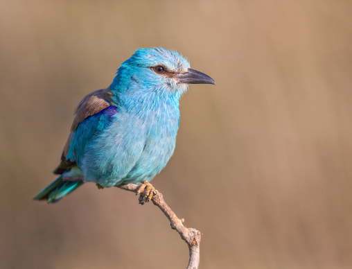 European Roller (Coracias garrulus) perched on branch, Bulgaria, Eastern Europe, June 2009