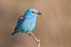 European Roller (Coracias garrulus) perched on branch, Bulgaria, Eastern Europe, June 2009