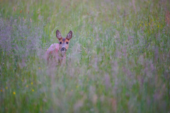 Reh Capreolus capreolus Roe deer