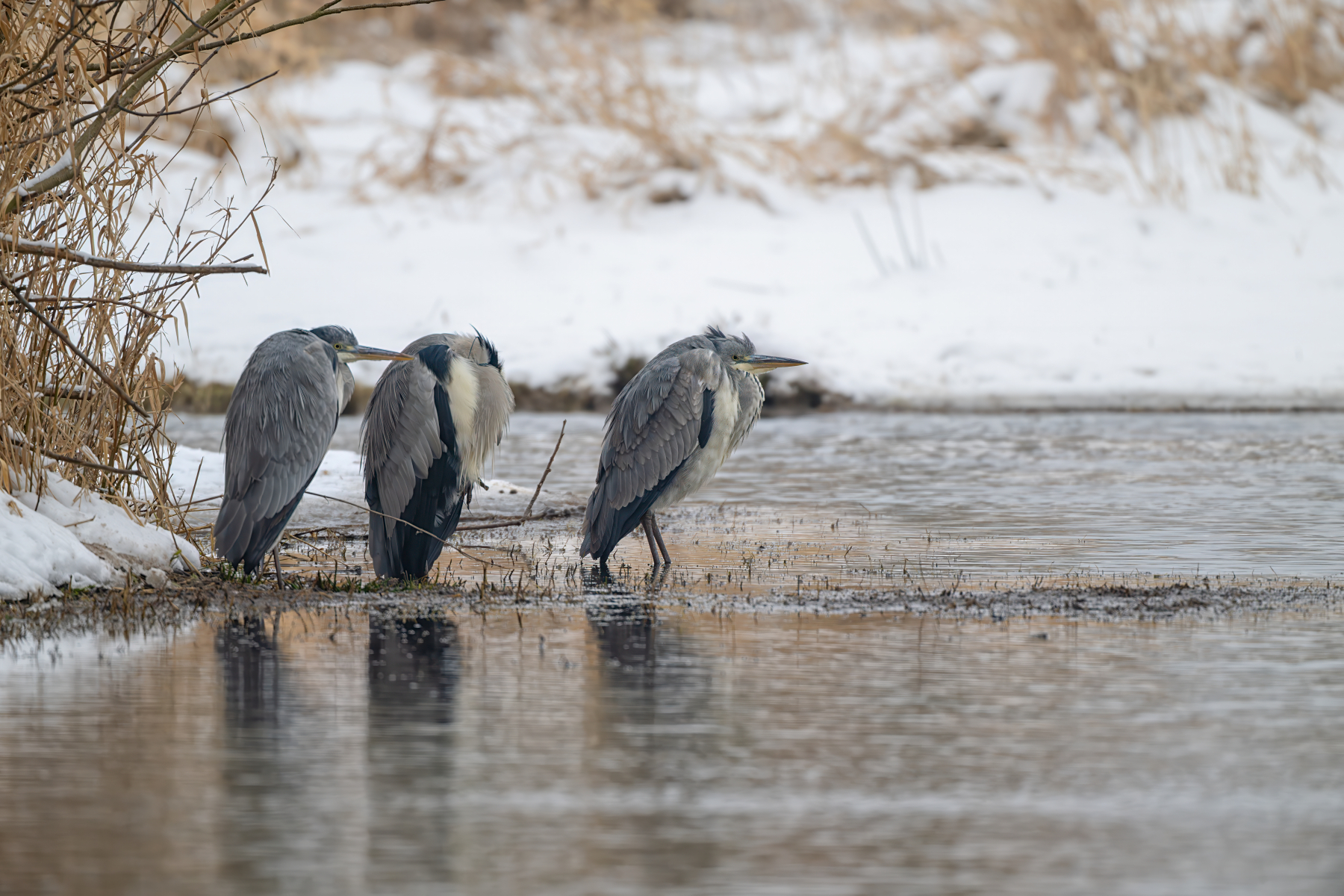 Three grey herons (Ardea cinerea) huddled together resting in snow at an artificial pond, Lower Saxony, Germany.