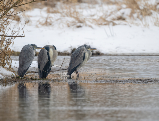 Three grey herons (Ardea cinerea) huddled together resting in snow at an artificial pond, Lower Saxony, Germany.