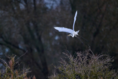 Silberreiher Ardea alba Great White Egret