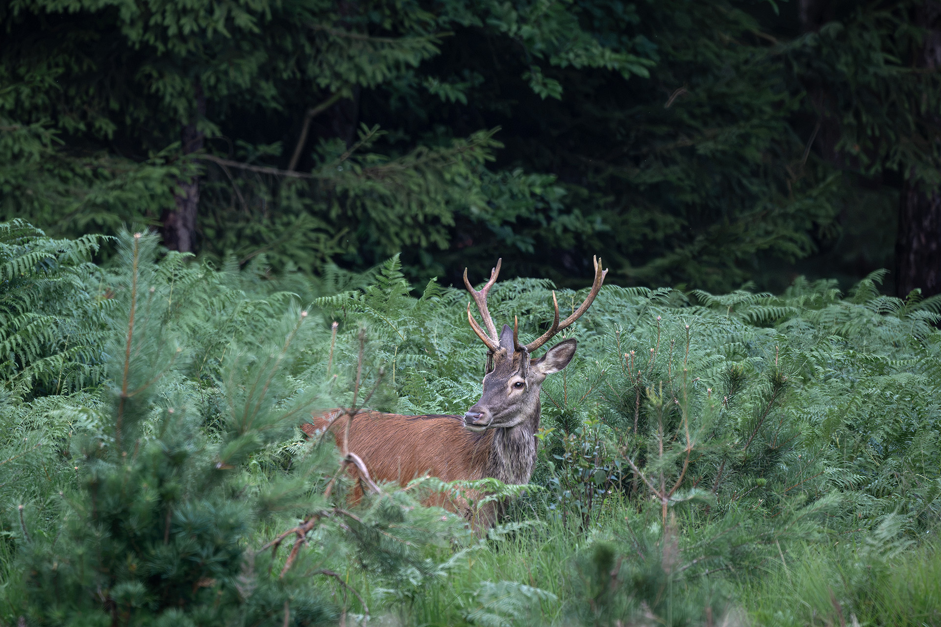 Rothirsch mit Bastresten im Adlerfarn / Red deer stag with shedding velvet in bracken