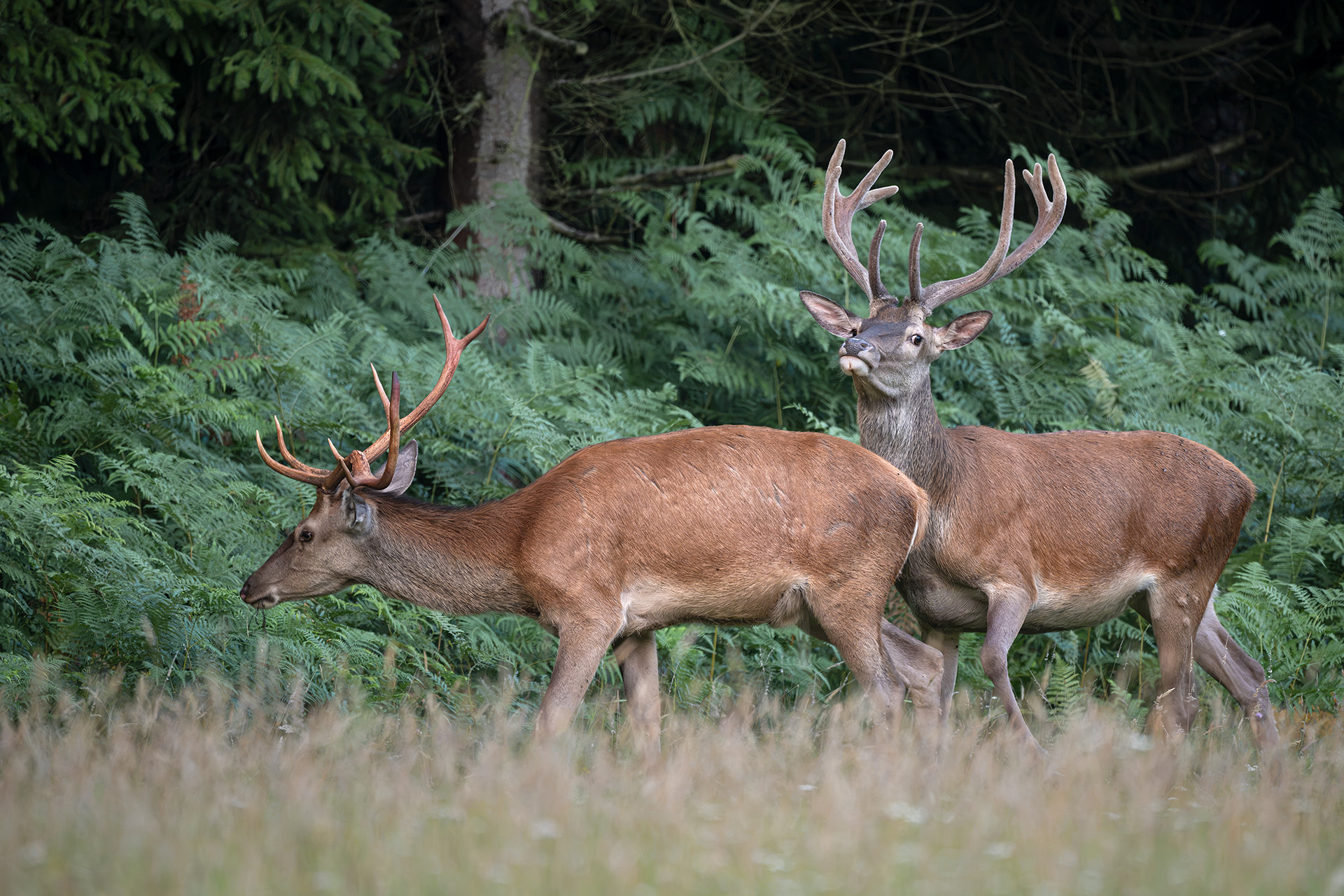 Zwei Rothirsche – gefegt und im Bast / Two red deer stags – one with freshly cleaned antlers, one in velvet