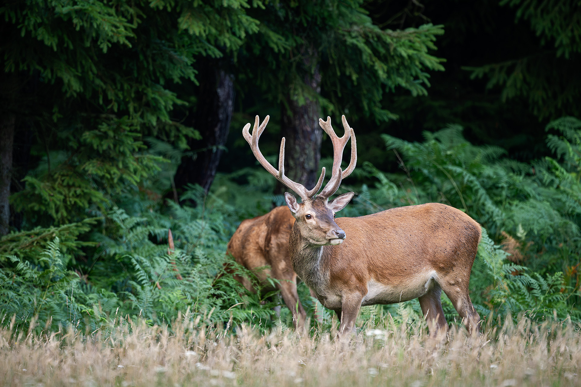 Zwei Rothirsche im Bast am Fichtenwald / Two red deer stags in velvet at the edge of a spruce forest