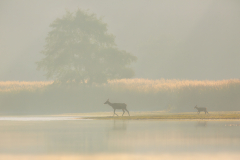 Rotwild  Red Deer Cervus elaphus