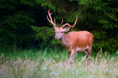Rothirsch-Achtender-abnorm