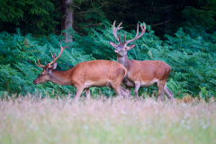 Rothirsche-abnorm-bast-zehnender