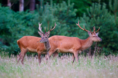 Rothirsche-ungerader-zehnender-bast-verfegt