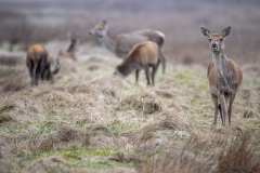 Red deer herd (Cervus elaphus) grazing on open meadow, alert hind in foreground, stag in background, Denmark, March