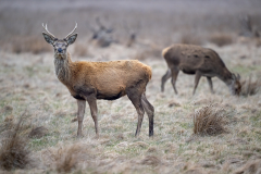 Red deer (Cervus elaphus) stag on meadow, second deer grazing in background, Denmark, March 2026