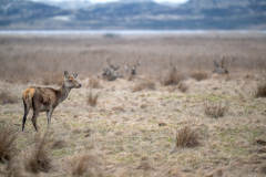 Red deer hind (Cervus elaphus) with resting stag group in tussock grassland, Western Jutland coastal heath, late winter