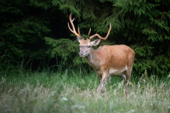 Rothirsch (Cervus elaphus) mit abnormer Stange, Bast frisch gefe