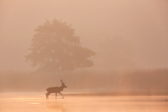 hirschbrunft-zehnender-wasser